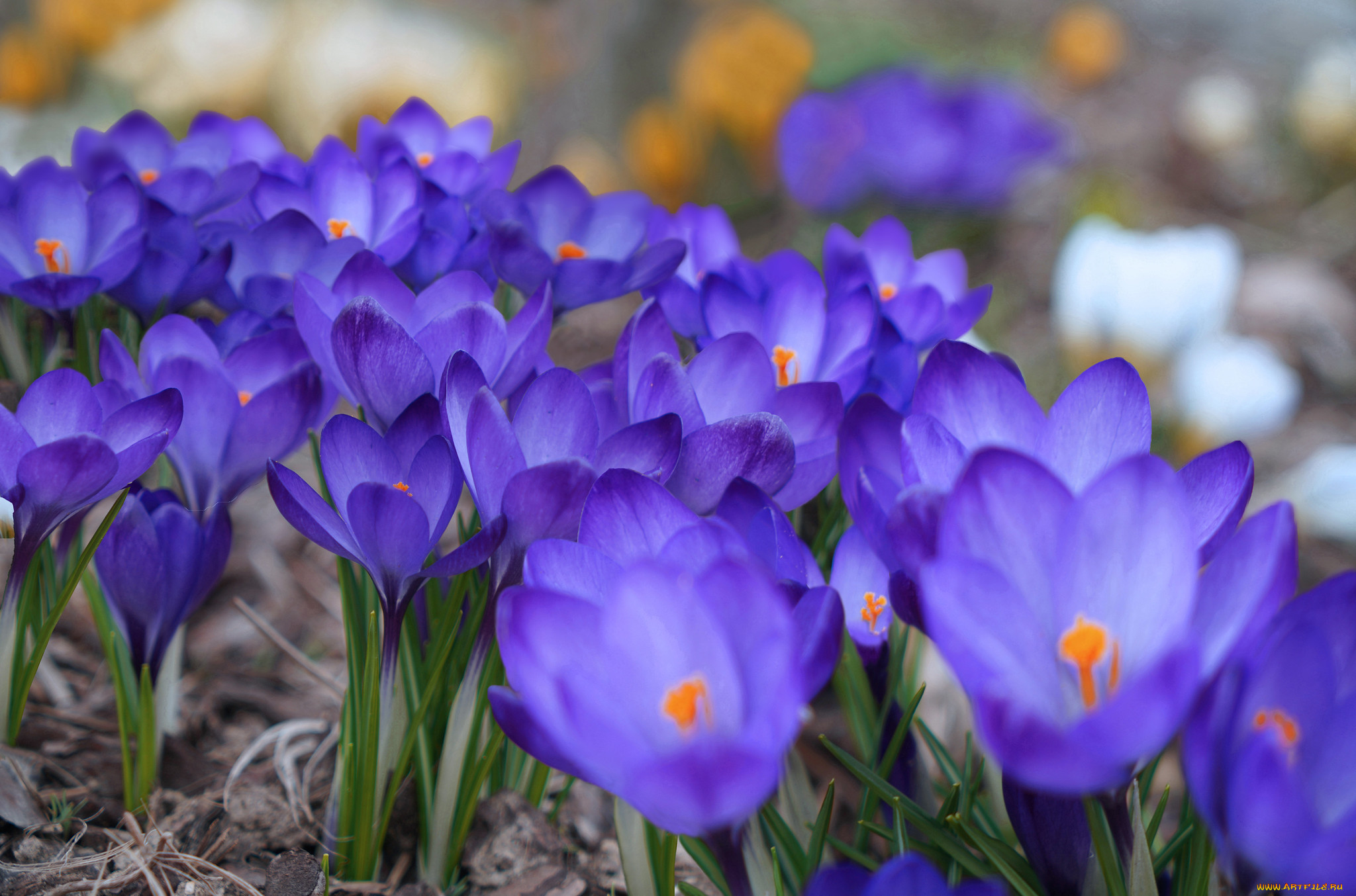 Крокусы картинки красивые. Крокус Баррз Пурпл. Крокус синий цветок. Крокус Фловер синий. Весенние цветы крокусы.